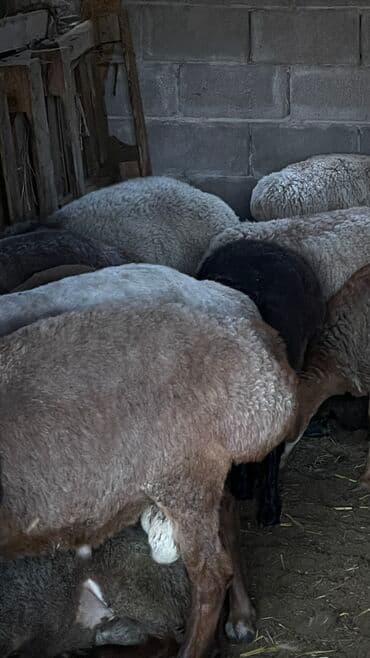 купить кошку бишкек: Продаю | Баран (самец) | Гиссарская, Эдильбаевская, Арашан | На забой | Племенные — 1