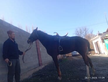 возьму собаку в добрые руки: Продаю | Конь (самец) | Полукровка | Для разведения — 1