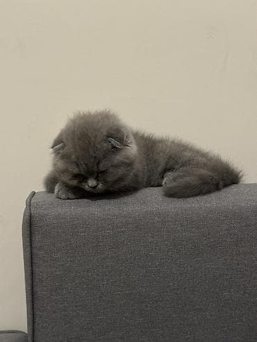 вислоухие котята бишкек: Скотиш Фолд (Шотландская вислоухая), 2 месяца, Девочка, Серый, Приучена к лотку — 2