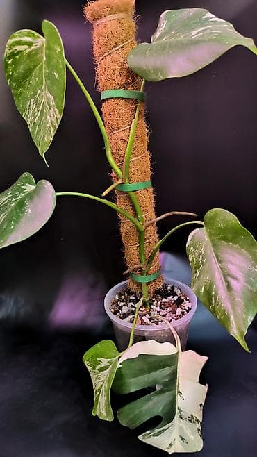 монстера альба купить: Монстера Альба В наличии 2 Монстеры Альбо 1-я на опоре, в — 2