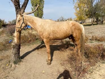 сколько стоит собака доберман: Сатам | Жылкы (эркек) | Аргын | Көбөйтүү үчүн, Ат спорту — 3