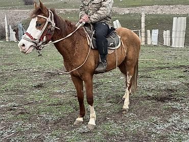 продажа кукуруза: Продаю | Жеребенок | Рабочий — 5