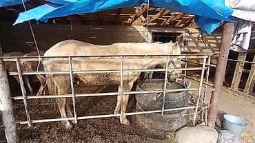 купить дрессированную собаку: Эркек жашы 4 жазга байланган минги жоош — 5