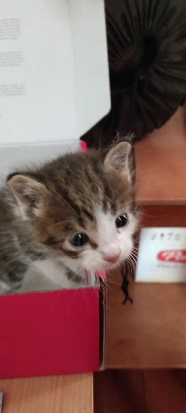 СРОЧНО! Котенок, нуждается в надежном хозяине, оставили его нам под at lalafo.kg СРОЧНО! Котенок, нуждается в надежном хозяине, оставили его нам под