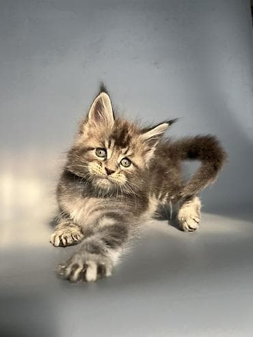 кошка британская: Чистокровные мейн-Куны от элитных родителей и предков с полным пакетом — 2