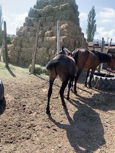 жаныбарлар: Сатам | Тай | Ат спорту | Асыл тукумдуу — 4