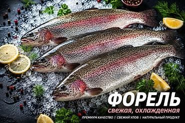 янтарная форель: Продается форель живая и не живая. только оптом. Торг — 2