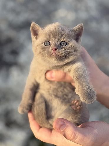 кошка шотландская вислоухая цена: Скотиш Страйт (Шотландская прямоухая), 1 месяц, Девочка, Приучена к лотку, Проглистована — 3