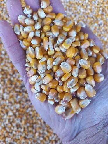 ведро для крылышек: Продаю кукурузу 10тонн — 2