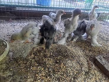 cane corso: Продаю | Куры | Брама | Для разведения — 1
