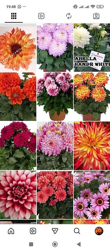 Георгины — вегетативные низкорослые - Ассортимент: декоративные и