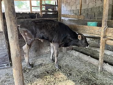 Продаю | Бык (самец) | На откорм at lalafo.kg Продаю | Бык (самец) | На откорм