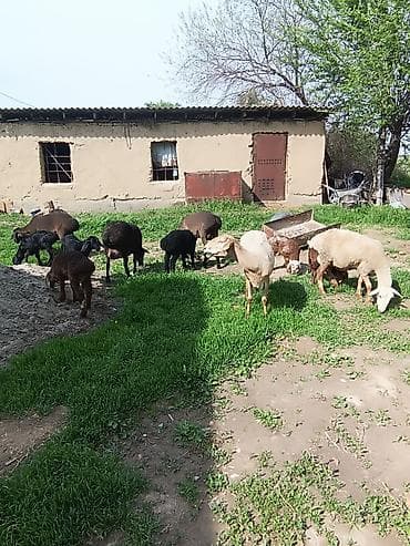 самый лучший сильный умный собака: Продаю | Овца (самка) | Эдильбаевская | Для разведения | Матка — 1