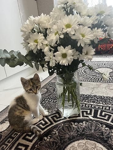 Котёнок трёхцветный (черепаховый с белым), короткошёрстный. Примерный