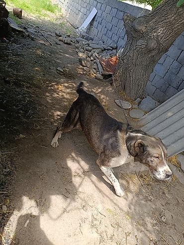 сеамская кошка: Собака даром: Алабай, 3 года, Самец, С прививкой — 4