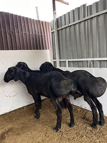 Продаю | Баран (самец) | Для разведения | Племенные