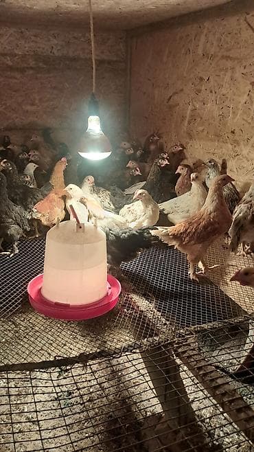 бойцовые птицы: Продаю | Цыплята | Для разведения — 5