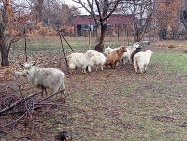 сколько стоит коза дойная купить: Продаю | Коза (самка) | Полукровка | Для разведения — 1