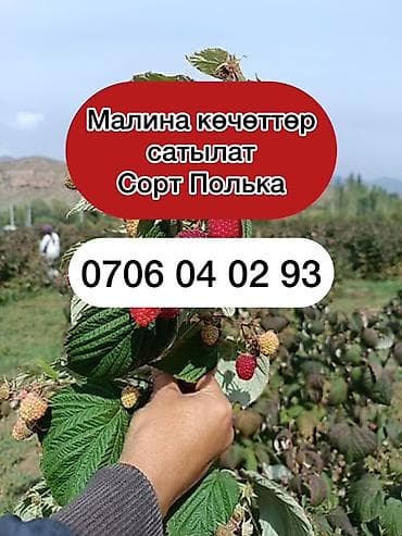 кызыл кия кыз: Саженцы малины, сорт Полька,Полана. В Караколе - Популярный сорт с — 1