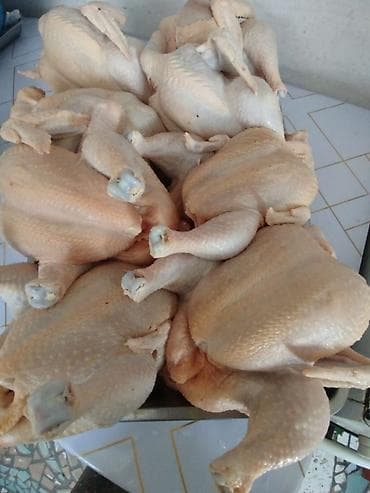Здрастуйте друзя Продаю мясо курицы(бройлерный) по 300 сом за 1 кг at lalafo.kg Здрастуйте друзя Продаю мясо курицы(бройлерный) по 300 сом за 1 кг