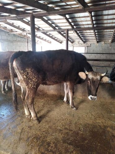 племенные коровы: Продаю | Тёлка | Швицкая — 3