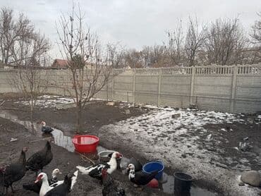 Линолеум: Ковер — 8