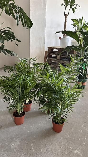 Хамедорея (Chamaedorea elegans, «бамбуковая пальма») в пластиковом — 3