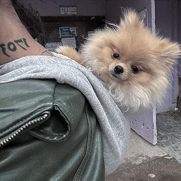 собака шпиц: Шпиц, 7 месяцев, Самка, С прививкой — 5