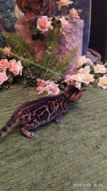 куда можно отдать собаку в бишкеке: Бенгальская, 2 месяца, Девочка — 5