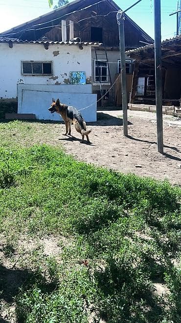 Немецкая овчарка, взрослый кобель классического черно‑рыжего окраса lalafo.kg да Немецкая овчарка, взрослый кобель классического черно‑рыжего окраса