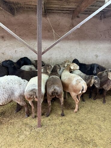 продаю медогонку: Продаю | Овца (самка) | Полукровка | Для разведения | Матка — 3