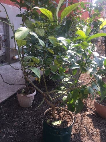 malina.kg продажа малины оптом в бишкеке новопокровка фото: Продается лимонное дерево с плодами и без, многолетние и молодые — 13