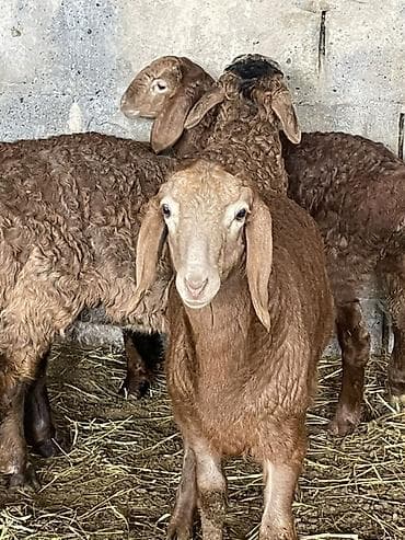 беркут птица: Продаю | Овца (самка) | Гиссарская, Арашан | Для разведения | Ярка — 4