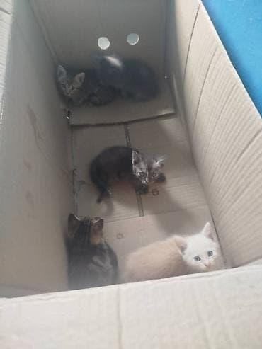 scottish fold: Котята из одного помёта - Примерный возраст: около 1,5–2 месяцев - — 1