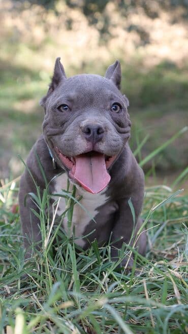 купить щенка немецкой овчарки в бишкеке: Американский Булли Шикарный кобель продается в лучшие ручки . Имеет — 2