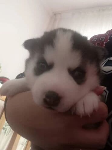 коровы самка: ПРОДАЮ СИБИРСКИЕ ЧИСТОКРОВНЫЕ ЩЕНКИ ХАСКИ. ЕСТЬ САМЕЦ И САМКИ. КУШАЮТ — 5