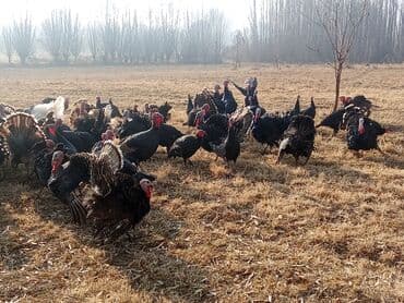 растения в аквариум: Продаю | Индюк (самец) | Черный принц | Для разведения | Племенные — 11