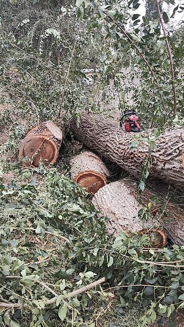 пенаблок койобуз: Спил деревьеПрофессиональные высотные работы по деревьям удаление — 4