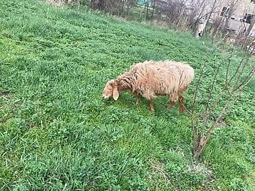 меренос кой: Продаю | Овца (самка) | Для разведения | Матка — 5