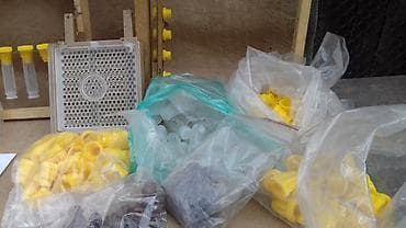 купить пчелопакет: Джентерский сот - позволяет пчеловоду получить маток высокого качества — 2