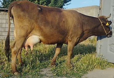корово: Продаю | Корова (самка) | Полукровка, Алатауская | Для разведения, Для молока | Осеменитель, Стельные, Искусственник — 4
