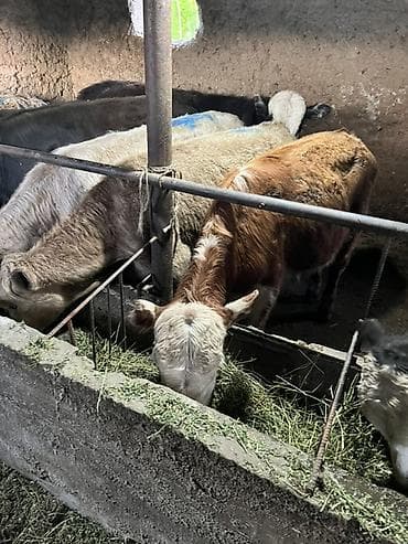 продаю тёлка: Продаю | Бык (самец) | Ангус, Герефорд, Швицкая | На откорм, Для разведения — 3