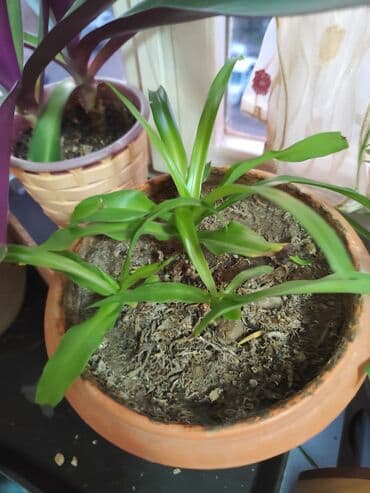 саженцы банана: Цветы от 100 сом, комнатные адаптированые. Алоэ Вера, Алоэ столетник — 16