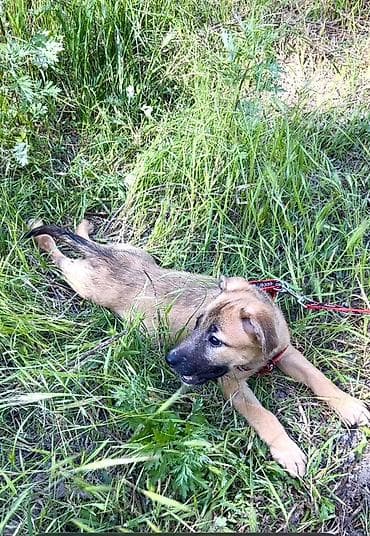 отдам даром шпица в хорошую семью: Ищем дом для маленькой Бусинки 🐾🏡 Группа «Зоозащита Бишкек» ищет — 9