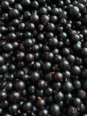 Смородина at lalafo.kg Смородина