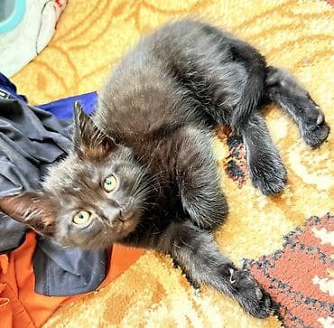 всё для кошек: Черные котята, короткошёрстные, домашнего типа. - Возраст: 2 месяца — 5