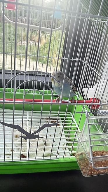 Продам срочно волнистого попуная с комплектом аксессуаров. С едой lalafo.kg да Продам срочно волнистого попуная с комплектом аксессуаров. С едой