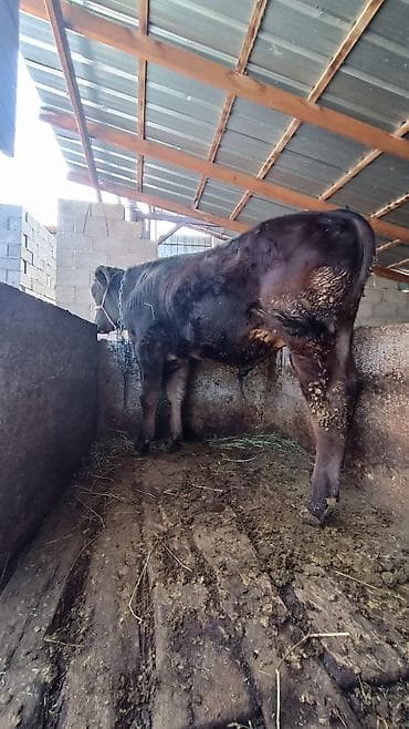 галштин: Продаю | Бык (самец) | Голштин | На откорм | Осеменитель — 2