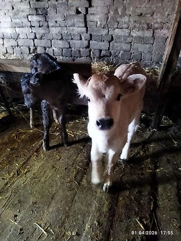 животные коровы: Продаю | Музоо, торпок | На откорм | Искусственник — 7