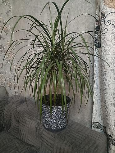 Драцена маргината (Dracaena marginata) в декоративном кашпо. - Высота